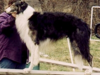 borzoi picture