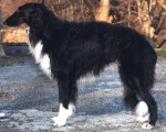 borzoi picture